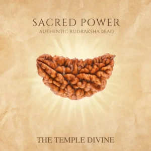 premium-1-mukhi-rudraksha-energy-focus-divine-blessings