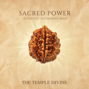 original-2-mukhi-rudraksha-unity-love-stability