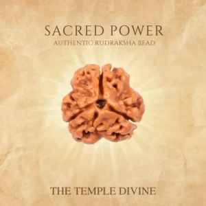 premium-3-mukhi-rudraksha-confidence-power-transformation