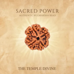 divine-4-mukhi-rudraksha-insight-intelligence-clarity