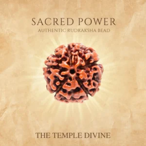 elite-5-mukhi-rudraksha-energy-stability-spiritual-growth