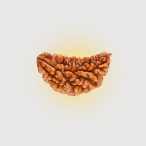 gauri-shankar-rudraksha-nepali-energy-balance-divine-connection