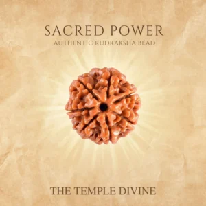 7-mukhi-original-rudraksha-mahalaxmi-rudraksha