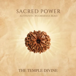 11 Mukhi Original Rudraksha – Hanuman Siddhi Bead