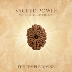 12-mukhi-original-rudraksha-surya-tej-bead