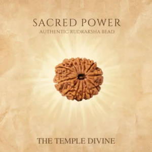 13-mukhi-original-rudraksha-kamdev-siddhi-bead