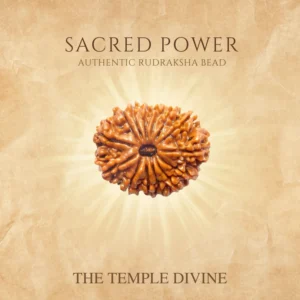 14-mukhi-original-rudraksha-devmani-mahashiv-bead