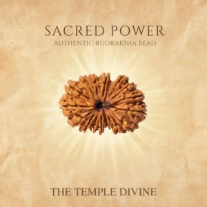 17-mukhi-original-rudraksha-katyayani-shakti-bead