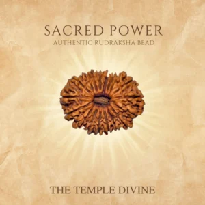18-mukhi-original-rudraksha-bhumi-putra-shakti-bead