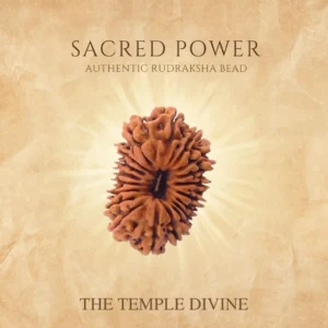 19-mukhi-original-rudraksha-narayan-kripa-bead
